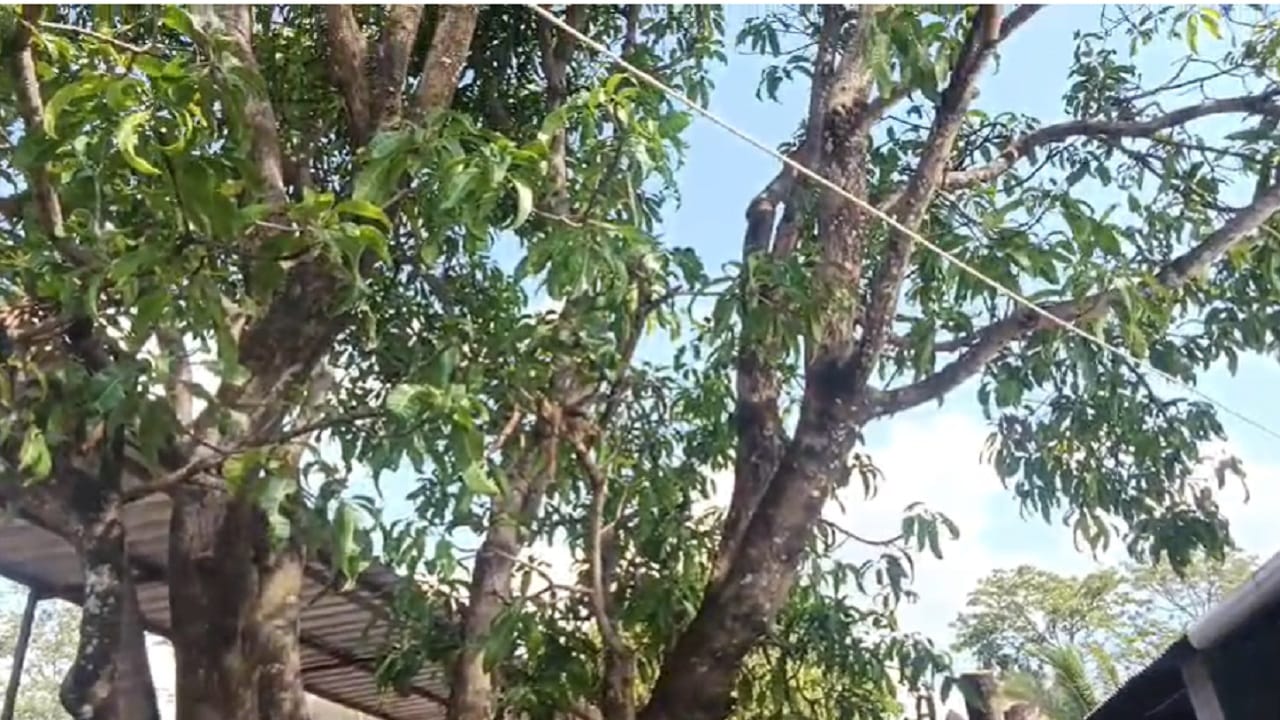 इतर फळांचा आकार मात्र नैसर्गिकरित्या तयार आंबा होणाऱ्या आंब्या प्रमाणे आहे. गणपतीच्या आकाराचा हा आंबा संशोधनासाठी कृषी विभागाला देण्यात येणार आहे. तसेच या आंब्याची कोय पावसाळ्यात लावली जाणार आहे.. असं शिवशंभू शिल्प सृष्टीचे कार्यवाहक रोहित नलावडे सांगितले आहे. 