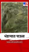 भंडाऱ्यात वादळी वाऱ्यासह पावसाची जोरदार हजेरी