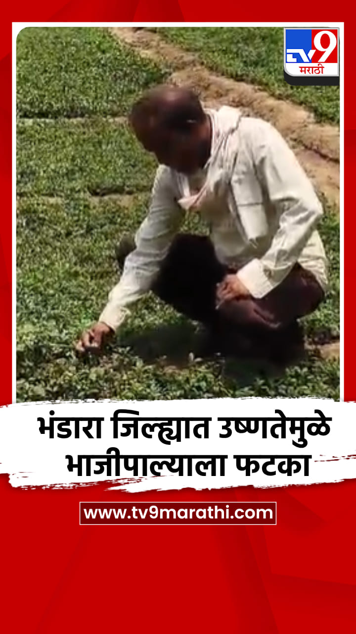 भंडारा जिल्ह्यात उष्णतेमुळे भाजीपाल्याला फटका, शेतकरी संकटात!-1687910