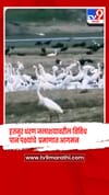 हतनुर धरण जलाशयावरील विविध पान पक्ष्यांचे मोठ्या प्रमाणात आगमन.