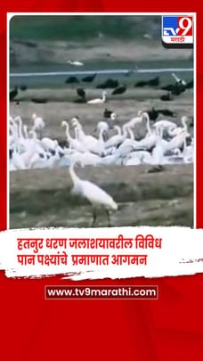 हतनुर धरण जलाशयावरील विविध पान पक्ष्यांचे मोठ्या प्रमाणात आगमन-1681698