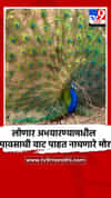 लोणार अभयारण्यामधील पावसाची वाट पाहत नाचणारे मोर
