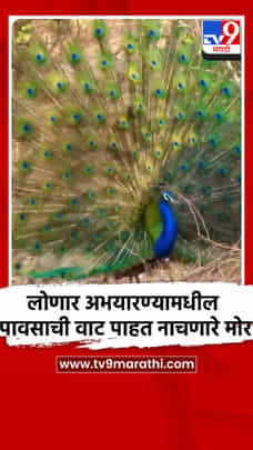 लोणार अभयारण्यामधील पावसाची वाट पाहत नाचणारे मोर-1693609