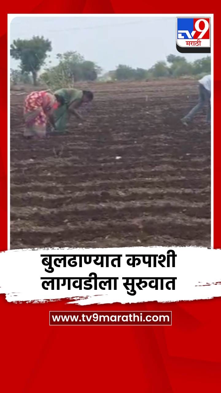 बुलढाण्यात पाऊस, कापूस लागवडीला सुरुवात-1698145