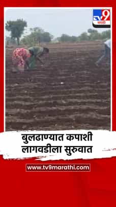 बुलढाण्यात पाऊस, कापूस लागवडीला सुरुवात-1698145
