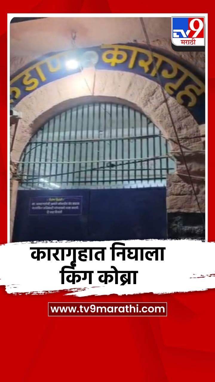 कारागृहात मध्यरात्री निघाला चार फुटांचा किंग कोब्रा-1701559
