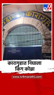 कारागृहात मध्यरात्री निघाला चार फुटांचा किंग कोब्रा-1701559