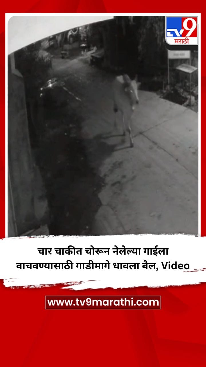 चार चाकीत चोरून नेलेल्या गाईला वाचवण्यासाठी गाडीमागे धावला बैल, Video-1684721