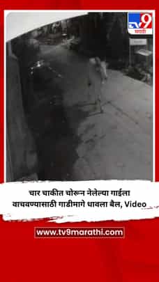 चार चाकीत चोरून नेलेल्या गाईला वाचवण्यासाठी गाडीमागे धावला बैल, Video-1684721