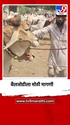 पेट्रोल-डिझेलची दरवाढ, बैलजोडीला मोठी मागणी-1681943