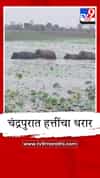 चंद्रपुरात हत्तींचा थरार, वनविभाग हाय अलर्टवर, नागरिकांना सतर्क राहण्याचे आवाहन