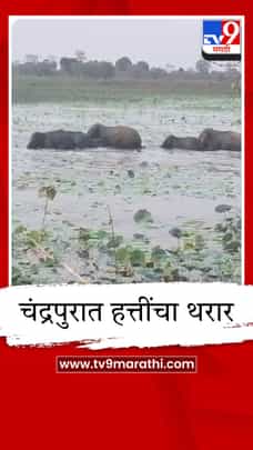 चंद्रपुरात हत्तींचा थरार, वनविभाग हाय अलर्टवर, नागरिकांना सतर्क राहण्याचे आवाहन-1686008