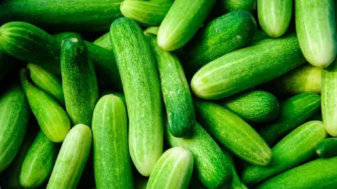 Cucumber Buying Tips : काकडी कडू आहे की नाही ? विकत घेण्याआधीच कसं ओळखाल?, वापरा ही छोटीशी युक्ती, पैसे जाणार नाहीत वाया