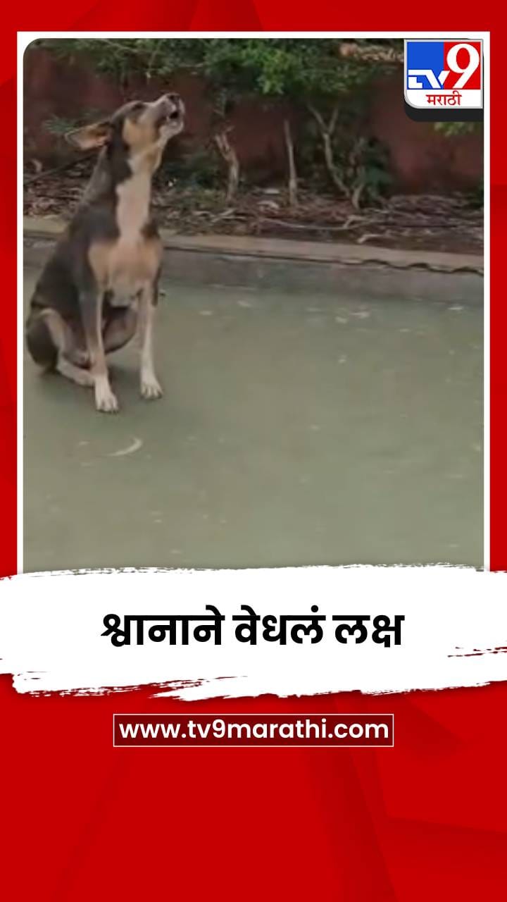 नागरिकांसोबत श्वानानेही योगासनांमध्ये घेतला सहभाग-1695046