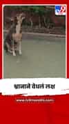 नागरिकांसोबत श्वानानेही योगासनांमध्ये घेतला सहभाग