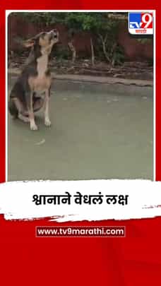 नागरिकांसोबत श्वानानेही योगासनांमध्ये घेतला सहभाग-1695046