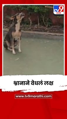 नागरिकांसोबत श्वानानेही योगासनांमध्ये घेतला सहभाग