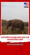रानटी हत्तीच्या कळपाची ताडोबा जवळ एन्ट्री, प्रशासनाची चिंता वाढली