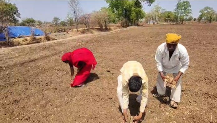 पाचोरा तालुक्यातील कुन्हाड खुर्द येथील ज्ञानेश्वर शहाणे यांच्या मुलांनी औताला जुंपून तब्बल चार एकर शेतात कपाशीच्या पिकासाठी सऱ्या पाडल्या.शेतीसमोरील आर्थिक संकट किती गंभीर आहे, याचे हे विदारक वास्तव समोर आले आहे.