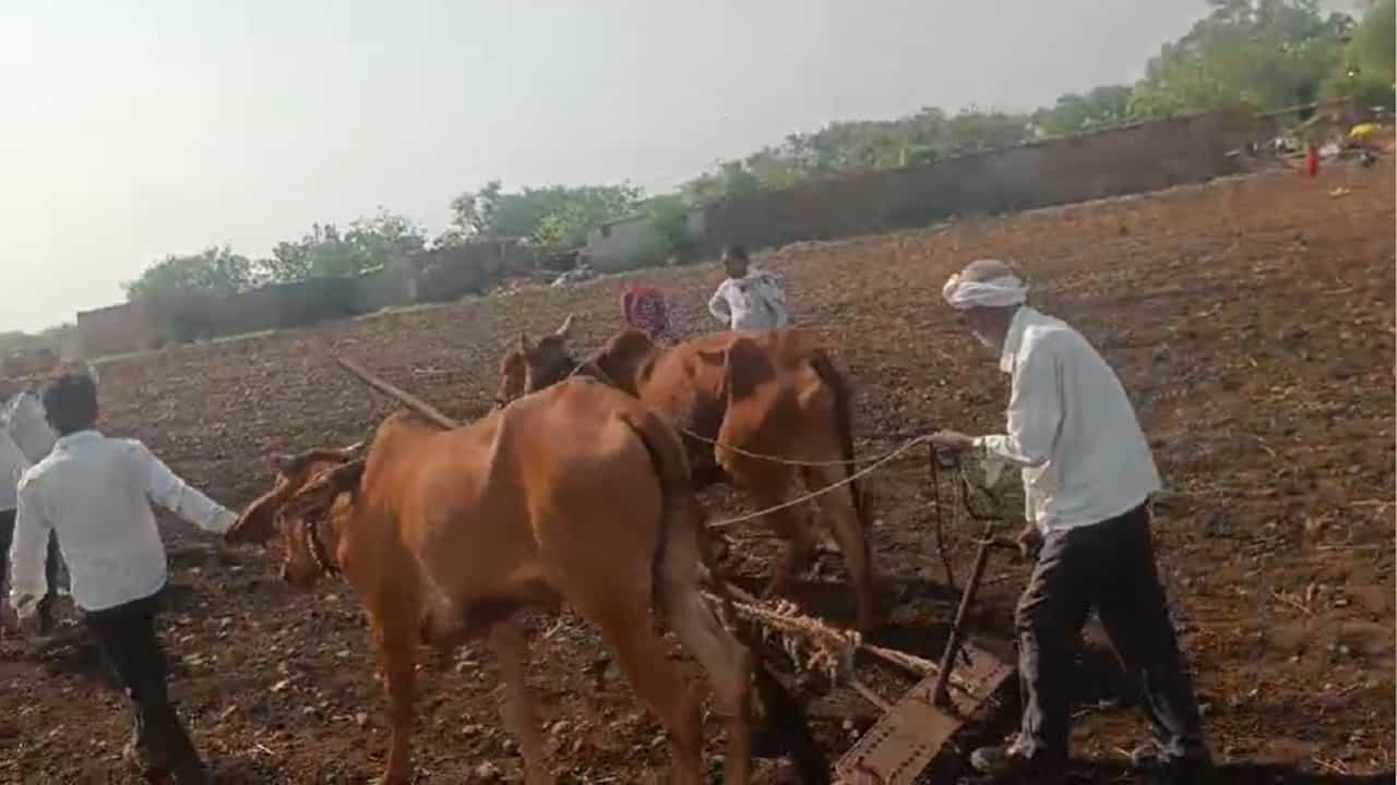 लातूर जिल्ह्यातील एका शेतकऱ्याने बायकोला दुसऱ्या बैलाच्या जागी नांगराला जुंपल्याची माहिती समोर येत आहे. मिळालेल्या माहितीनुसार, 5 जून रोजी वीज पडून त्यांच्या बैलाचा मृत्यू झाला होता. काशिनाथ गायकवाड असं त्या शेतकऱ्याचे नाव आहे. घटना घडताच मुख्यमंत्र्यांनी मोठा निर्णय घेतला. बैल जोडीवर वीज पडल्याने नांगर मोडलेल्या एका वृद्ध शेतकऱ्याला स्वतःच्या पत्नीला बैलाबरोबर नांगरालाला जुंपावे लागले आहे.