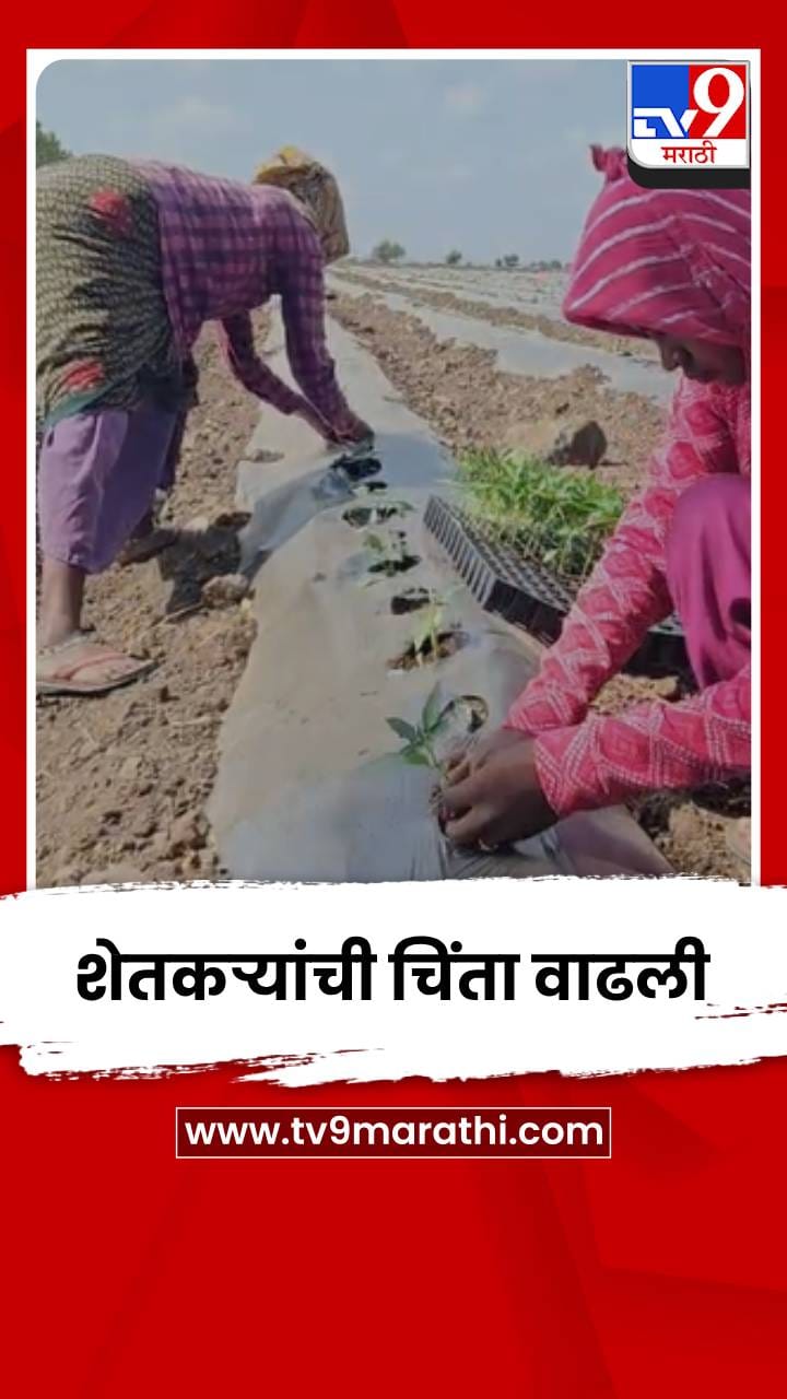 महागडी मिरचीची रोपे शेतात, पावसाअभावी शेतकऱ्यांची चिंता वाढली-1695039
