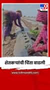महागडी मिरचीची रोपे शेतात, पावसाअभावी शेतकऱ्यांची चिंता वाढली