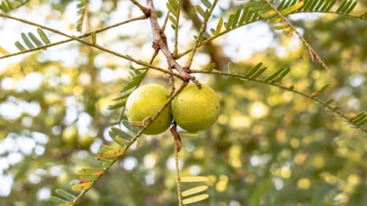आवळ्यामध्ये 'व्हिटॅमिन सी' मुबलक प्रमाणात असते. यामुळे शरीराची रोगप्रतिकारशक्ती तर वाढतेच, सोबतीला केसांच्या अनेक समस्याही मुळापासून दूर होतात.