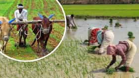 एल निनोचा मान्सूनवर कब्जा, महाराष्ट्राच्या या भागात सर्वात कमी पाऊस!