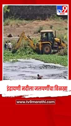 इंद्रायणी नदीला जलपर्णीचा विळखा, प्रशासकीय अनास्थेमुळे नागरिकांचे आरोग्य धोक्यात..-1682482