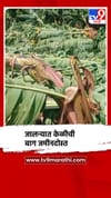 जालन्यात मान्सूनपूर्व पावसाचा केळीबागांना फटका.