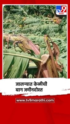 जालन्यात मान्सूनपूर्व पावसाचा केळीबागांना फटका-1681302