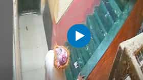 कल्याणमध्ये 'ऑपरेशन टायगर' यशस्वी झाल्याची चर्चा, काय आहे प्रकरण?.