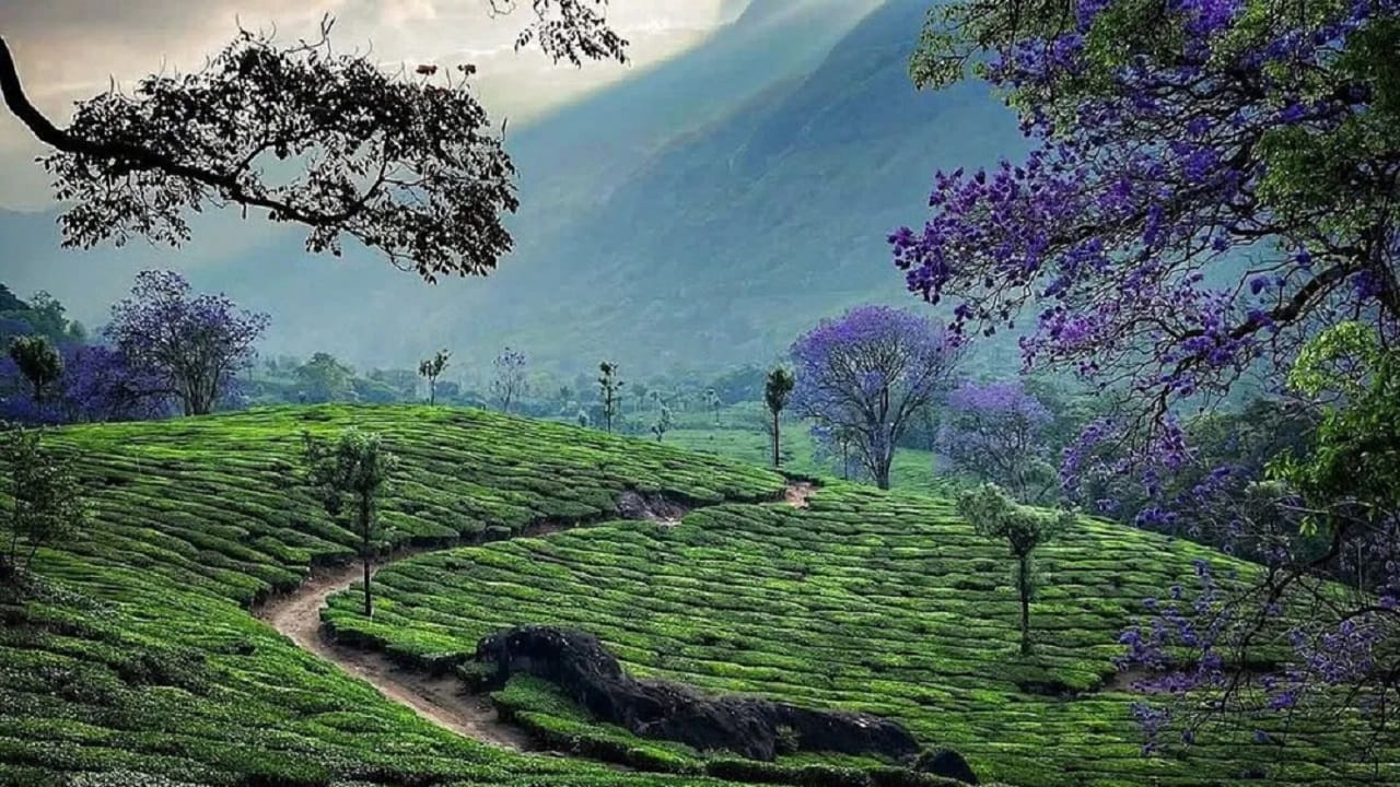केरळमधील मुन्नार हे पावसाळ्यात फिरायला जाण्यासाठी एक उत्तम ठिकाण आहे. येथील मनमोहक निसर्गदृश्ये पाहून आपण जणू दुसऱ्याच जगात आल्यासारखं वाटतं. येथे जून ते सप्टेंबर या काळात मुसळधार पाऊस पडतो, ज्याचा पर्यटक पुरेपूर आनंद घेऊ शकतात. हलक्या ते मध्यम पावसात ढगांनी वेढलेली दरी, चहाचे मळे आणि सुंदर धबधबे पाहण्यासारखे असतात.