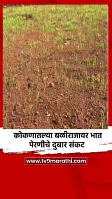 कोकणातल्या बळीराजावर भात पेरणीचे दुबार संकट-1691783