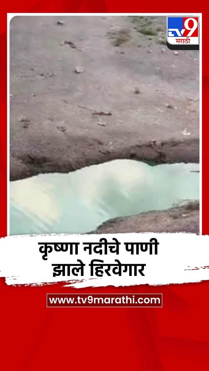 कराड तालुक्यातून वाहणाऱ्या कृष्णा नदीचे पाणी झाले हिरवगार-1691951