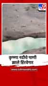 कराड तालुक्यातून वाहणाऱ्या कृष्णा नदीचे पाणी झाले हिरवगार