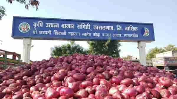 लासलगावात उन्हाळी कांद्याच्या दरात मोठी घसरण, शेतकऱ्यांच्या चिंतेत आणखी वाढ