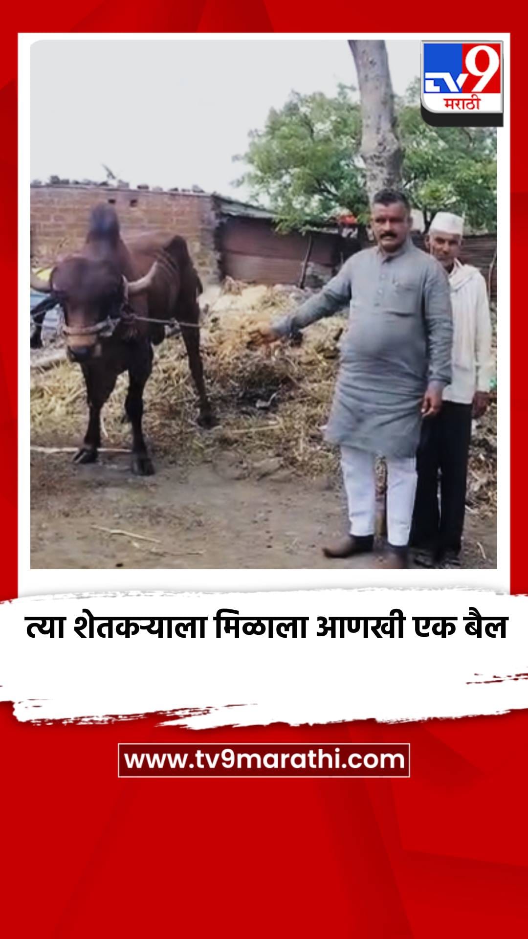 त्या शेतकऱ्याला मिळाला आणखी एक बैल-1690462