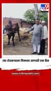 त्या शेतकऱ्याला मिळाला आणखी एक बैल