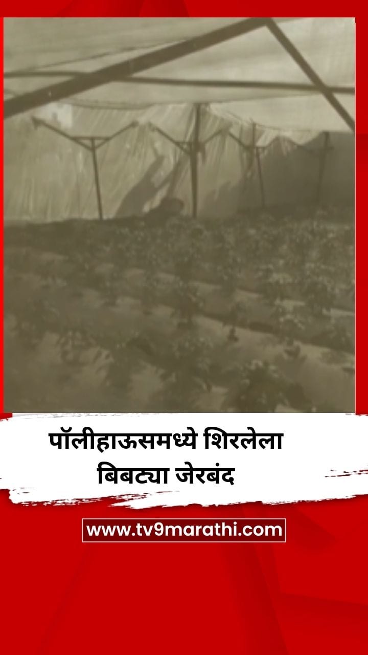 निफाड येथे पॉलीहाऊसमध्ये शिरलेला बिबट्या अखेर जेरबंद-1684097