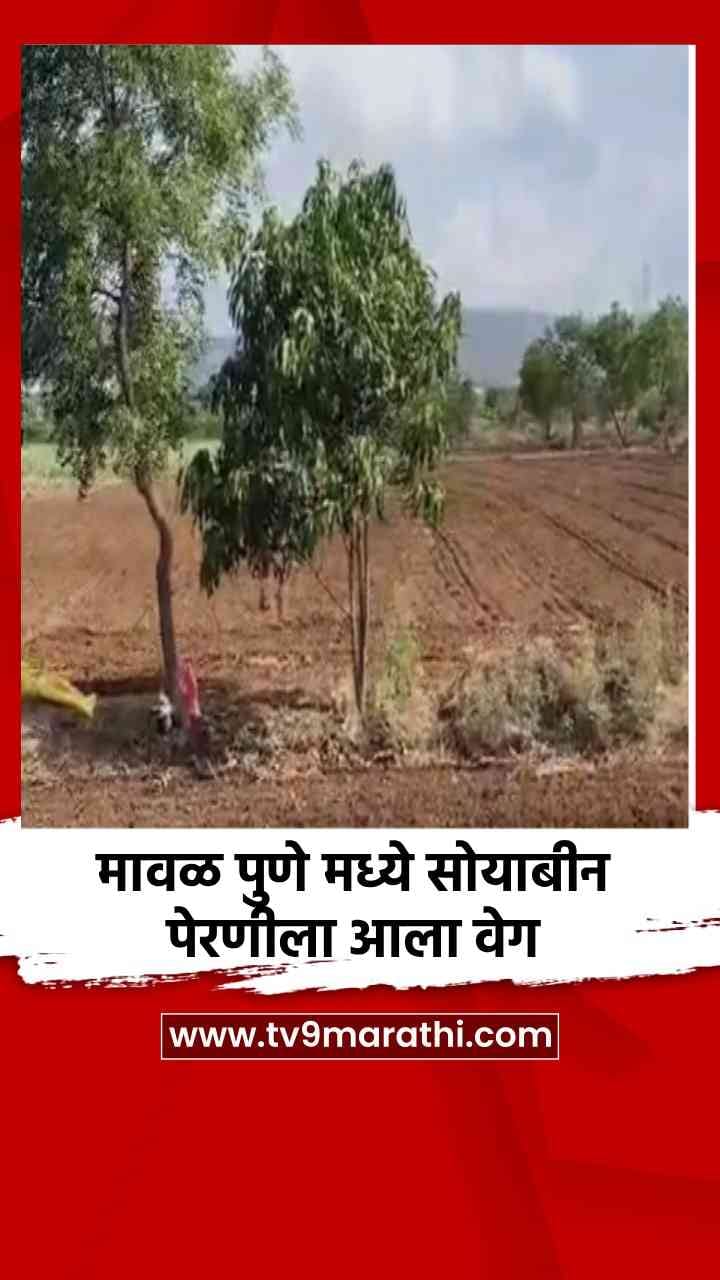 मावळ पुणे मध्ये सोयाबीन पेरणीला आला वेग-1698571