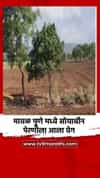 मावळ पुणे मध्ये सोयाबीन पेरणीला आला वेग