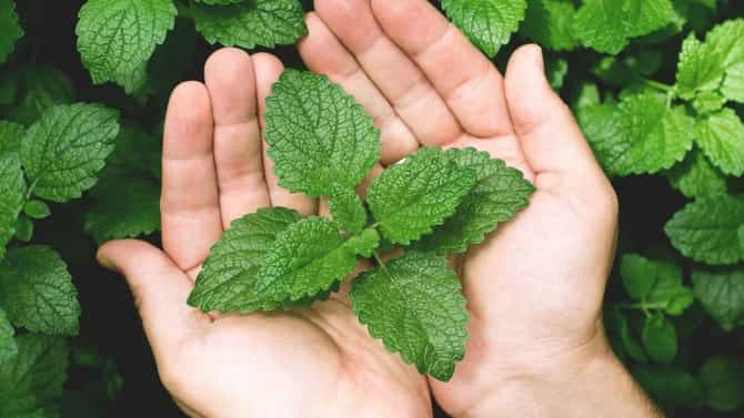 पुदिन्याचे आरोग्यदायी फायदे ॲसिडिटी, पोटफुगी आणि पचनाच्या समस्यांवर नैसर्गिक उपाय