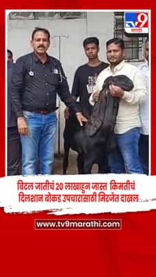 सांगली - बिटल जातीचं 20 लाखाहुन जास्त किमतीचा दिलशान बोकड उपचारासाठी मिरजेत दाखल-1686621
