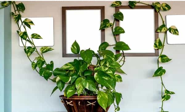 मनी प्लांटला धन, प्रगती आणि आर्थिक स्थिरतेचे प्रतिक मानले जाते. घरात हे झाड असेल तर पैशांची कमतरता भासत नाही, असे म्हटले जाते. या झाडामुळे घरात सकारात्मक उर्जा निर्माण होते. म्हणूनच या झाडाचे वेगळे असे महत्त्व आहे.