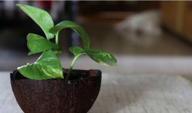 मान्यतेनुसार मनी प्लांटमुळे घरात आर्थिक अडचणी येत नाहीत. मनी प्लांट तुम्ही दक्षिण-पूर्व दिशेला लावणे योग्य असल्याचे सांगितले जात. हे झाड उत्तर-पूर्व दिशेला लावू नये असेही सांगितले जाते. चोरी केलेले मनी प्लांट घरात लावल्यास प्रगती होते असे सांगितले जाते.