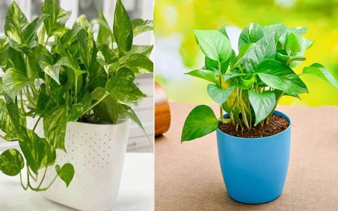 चोरी केलेले मनी प्लांट घरात लावल्यास तुमच्या घरात पैसे येण्याच्या ऐवजी तुम्ही कर्जात बुडू शकता. म्हणूनच कधीच मनी प्लांटची चोरी करू नये. ते विकत आणूनच लावावे. मनी प्लांट काचेच्या बॉटलमध्येही कधीच लावू नये, असे सांगितले जाते.