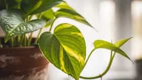 चोरून आणलेलं मनी प्लांट लावताय? होईल पश्चात्ताप, कर्जात जाल बुडून, वाचा काय होणार?