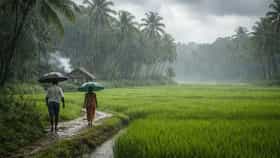 IMD Forecast : 25 जिल्ह्यांना पावसाचा हाय अलर्ट; पुढील 48 तास धोक्याचे.