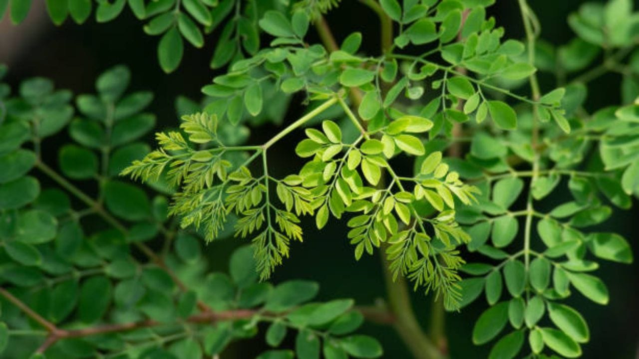 शेवग्यात ओट्सपेक्षा चार पट जास्त फायबर जास्त असतात. फायबरमुळे अन्न पचन चांगले होते आणि बद्धकोष्ठता दूर होते.